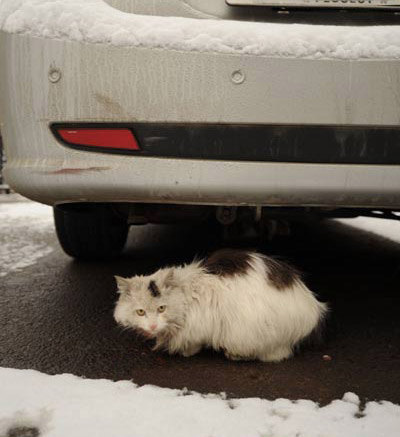 猫在汽车下面